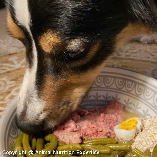 quantité de ration ménagère ^pour un chien