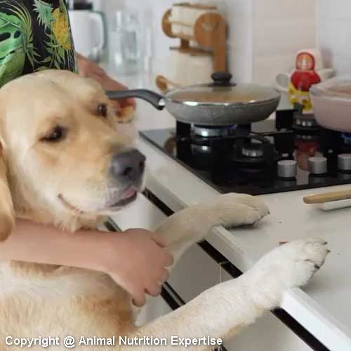 cuisiner pour son chien