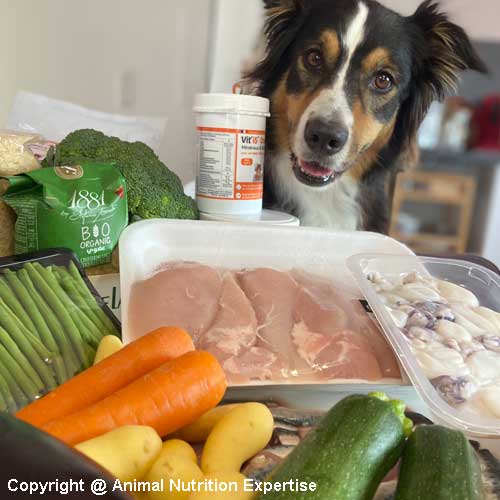 ration ménagère pour chien