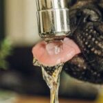 hydratation du chien