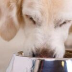 ration ménagère chien