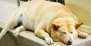 alimentation chien mal conçue