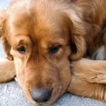ration ménagère pour chien malade