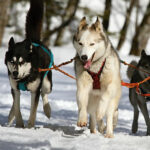 activité du chien