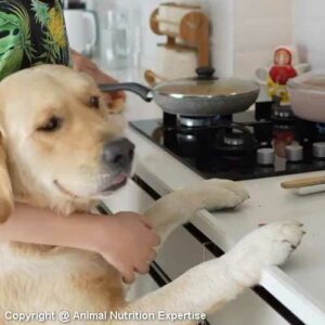 cuisiner pour son chien
