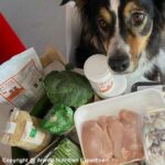 transition alimentaire chez le chien