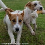 vitalité du chien