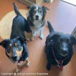 idées reçues sur l'alimentation maison pour chien
