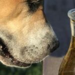 huile pour le chien