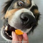 fromage pour le chien
