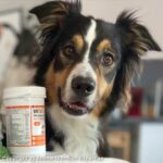 CMV pour chien