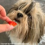 friandise pour le chien