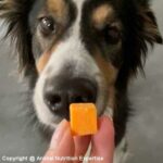 friandise pour un chien