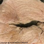 viande pour le chien