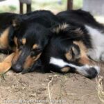 chiens bien nourris