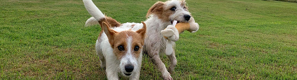Idées reçues sur la nutrition canine, les croquettes, la viande