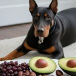 aliments toxiques pour un chien
