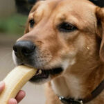 Fruit pour le chien