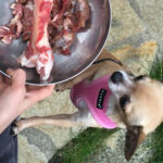 nutrition canine: BARF