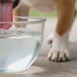 hydratation du chien