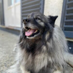 ration ménagère pour un chien
