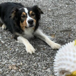 jeux pour le chien