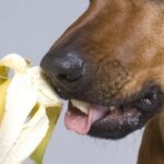 Fruit pour le chien