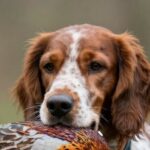 alimentation du chien de chasse