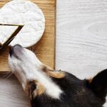 fromage pour le chien
