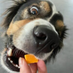 fromage pour le chien