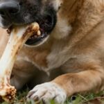 donner un os au chien