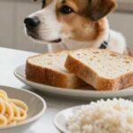 féculents pour le chien