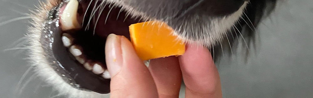 fromage pour le chien