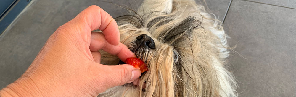 fruits pour le chien