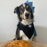galette des rois pour chien