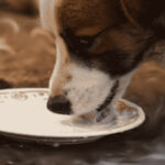 lait pour le chien