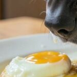 oeuf pour le chien
