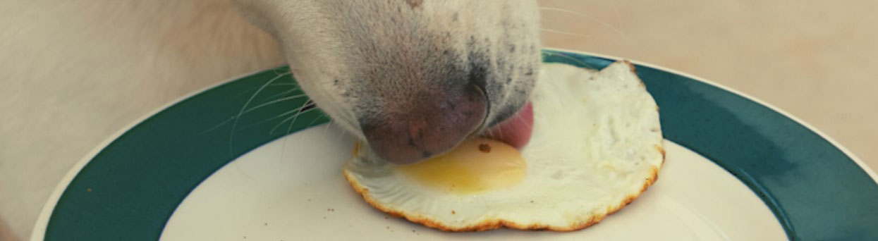 remplacer la viande pour le chien