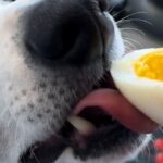 oeuf pour le chien