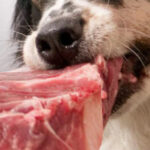 chien carnivore