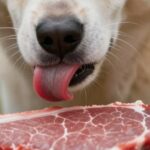 viande pour le chien
